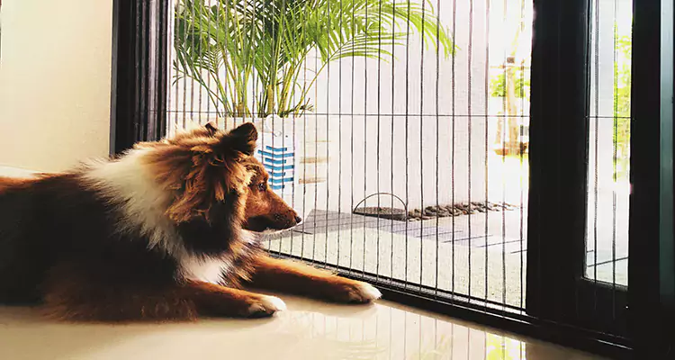 Sliding Screen Pet Door Repair in Pittsburg, CA