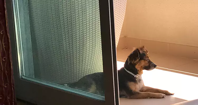 French Door Pet Screen Repair in Pittsburg, CA